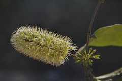 Combretum latifolium